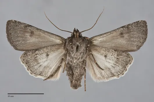 Euxoa punctigera