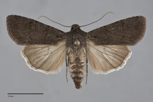 Euxoa punctigera