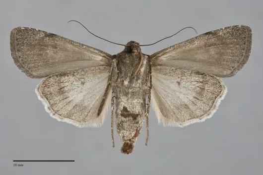 Euxoa punctigera