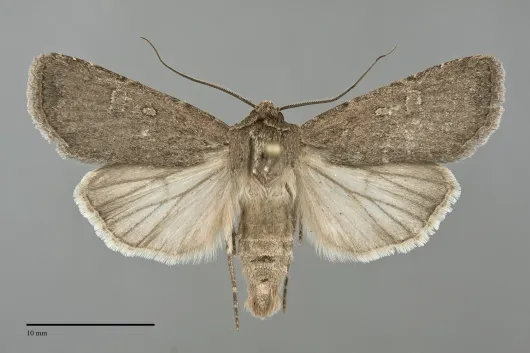 Euxoa punctigera