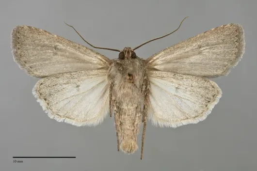 Euxoa punctigera