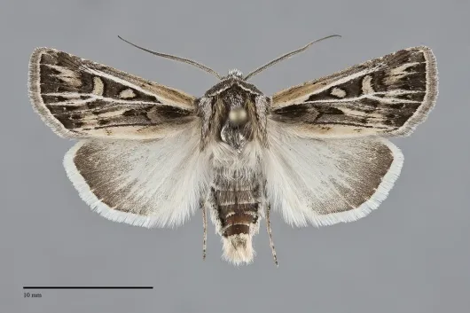 Euxoa quadridentata