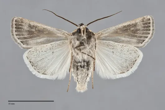 Euxoa quadridentata