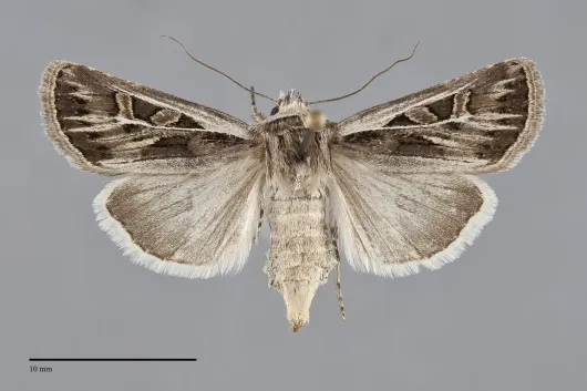Euxoa quadridentata
