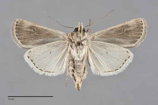 Euxoa quadridentata