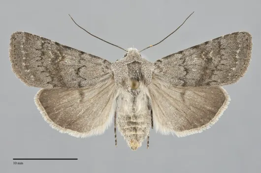 Euxoa quebecensis
