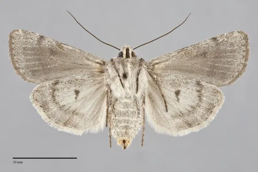 Euxoa quebecensis