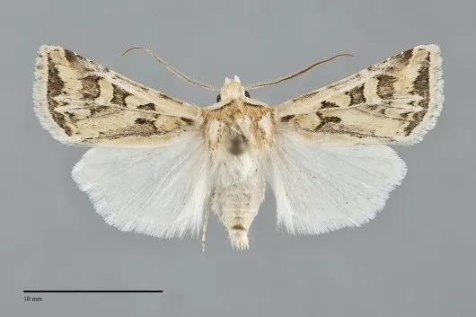 Euxoa recula