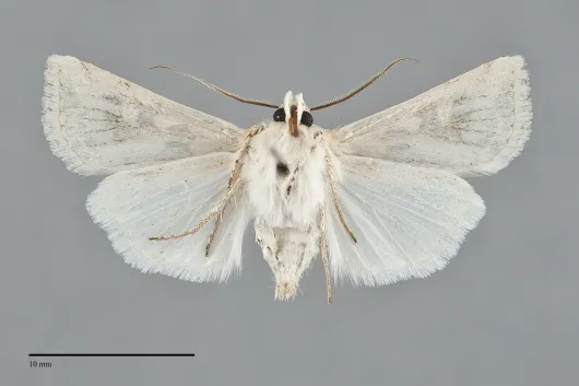 Euxoa recula