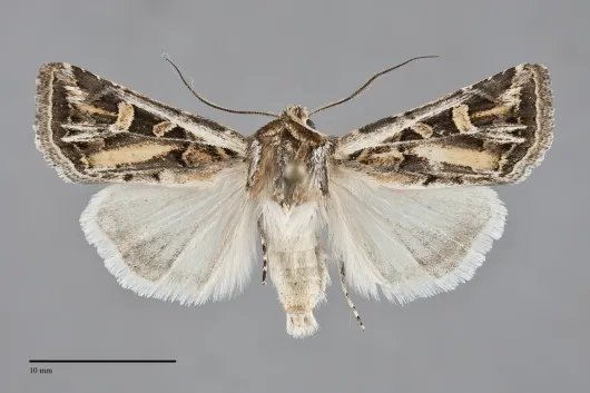 Euxoa recula
