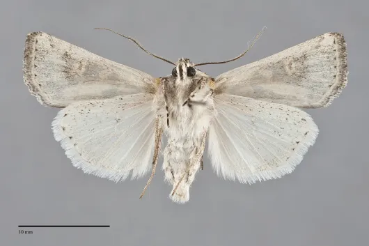 Euxoa recula