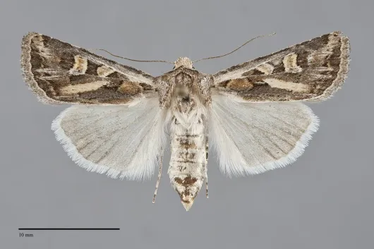 Euxoa recula