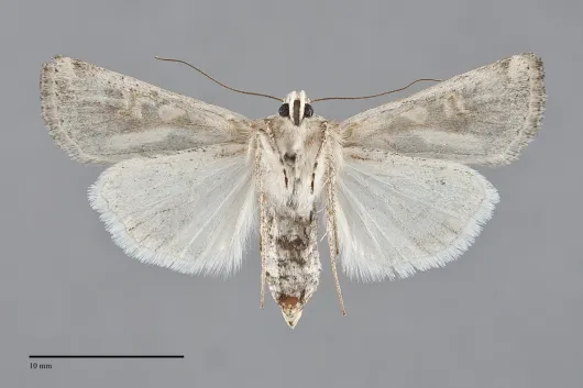 Euxoa recula
