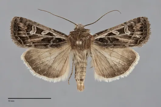Euxoa ridingsiana