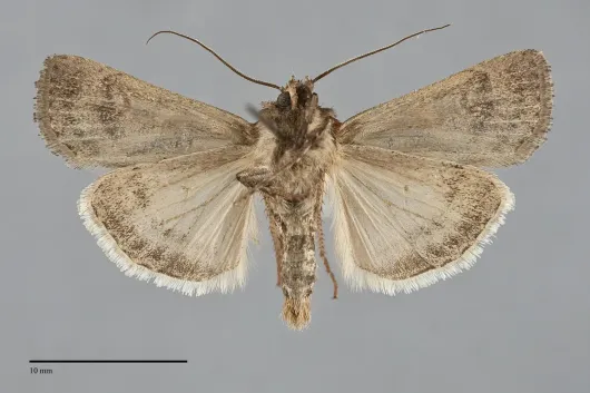 Euxoa ridingsiana