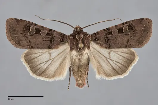 Euxoa rockburnei