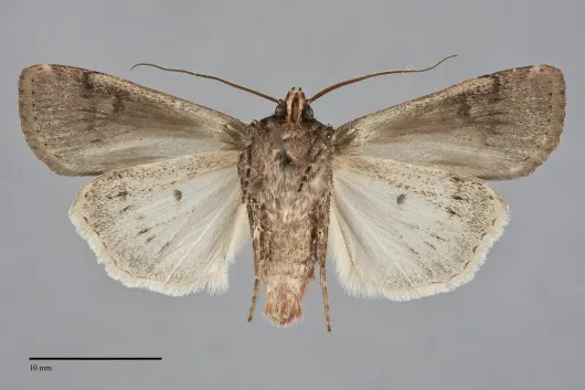 Euxoa rockburnei