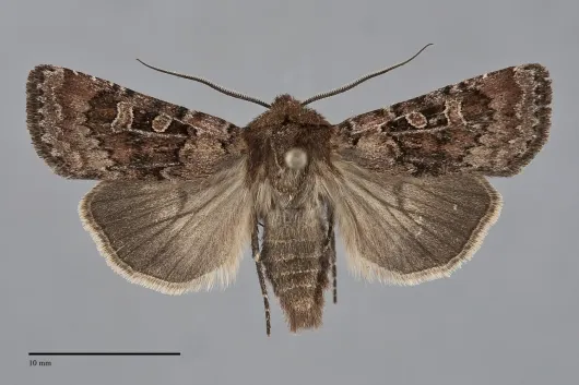 Euxoa rufula