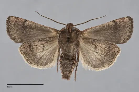 Euxoa rufula