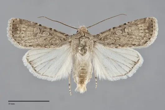 Euxoa satiens