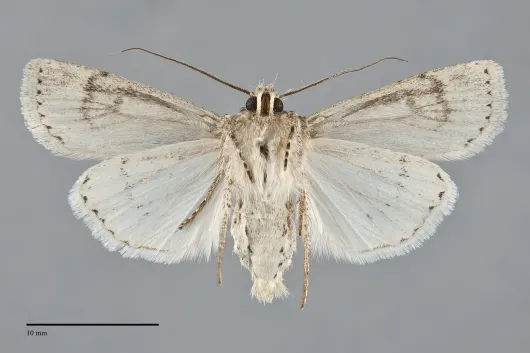 Euxoa satiens