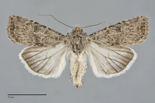 Euxoa satiens