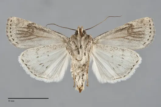 Euxoa satiens