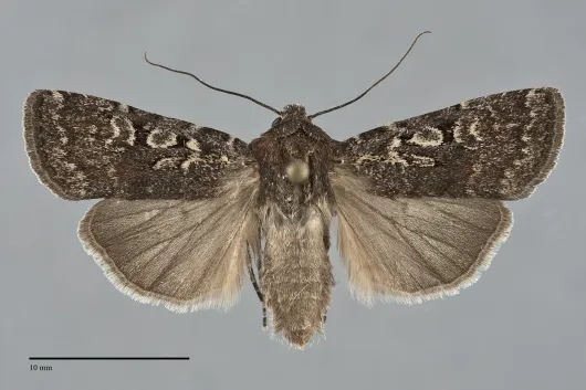Euxoa satis