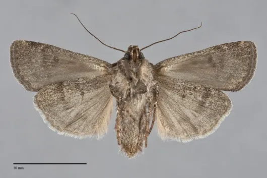 Euxoa satis