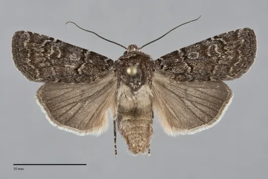 Euxoa satis
