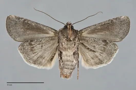 Euxoa satis