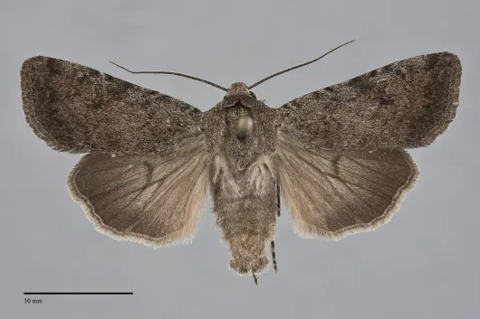Euxoa scotogrammoides