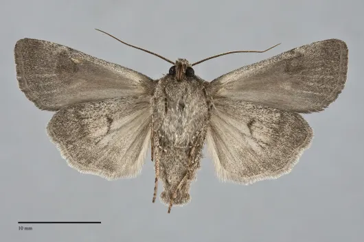 Euxoa scotogrammoides
