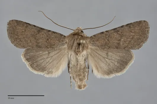 Euxoa scotogrammoides