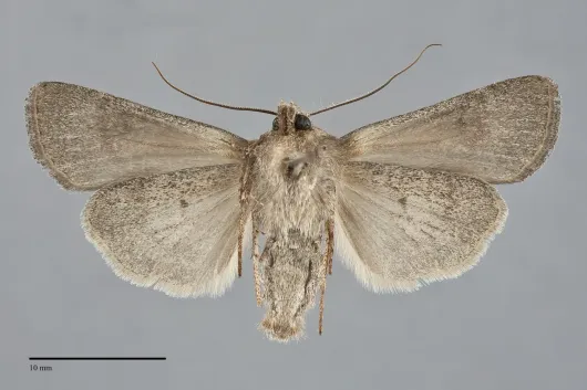Euxoa scotogrammoides