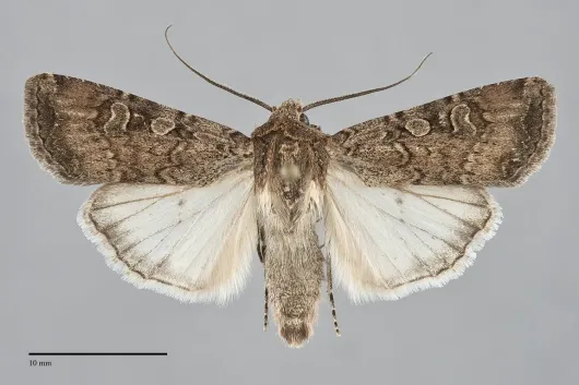 Euxoa septentrionalis