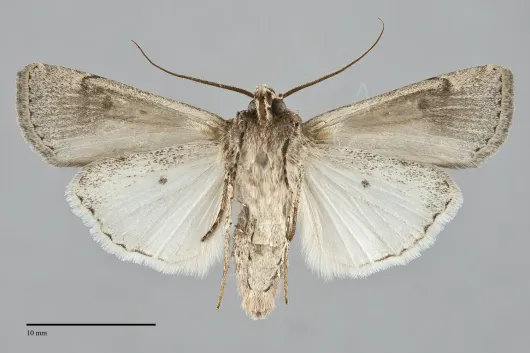 Euxoa septentrionalis