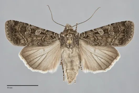 Euxoa septentrionalis