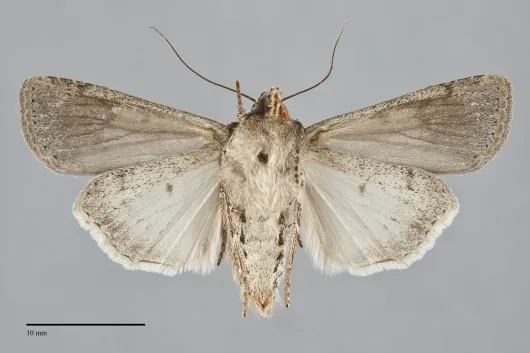 Euxoa septentrionalis