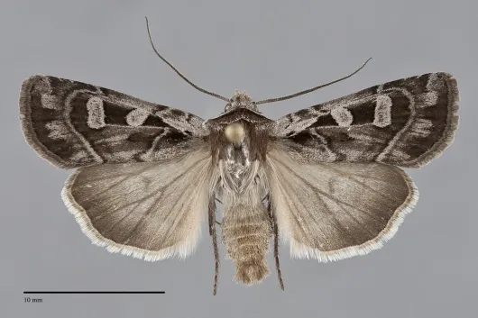 Euxoa servitus