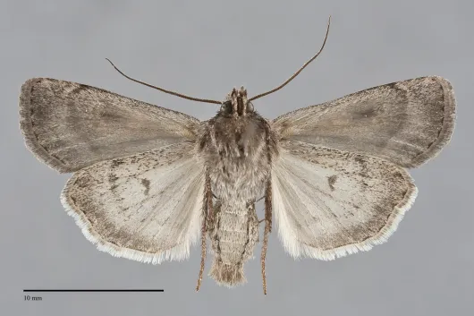 Euxoa servitus