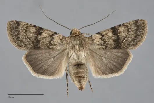 Euxoa setonia