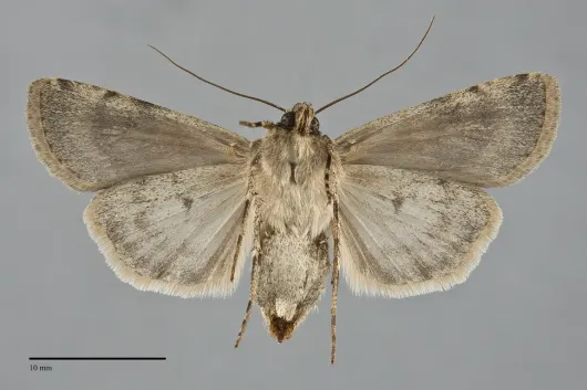 Euxoa setonia