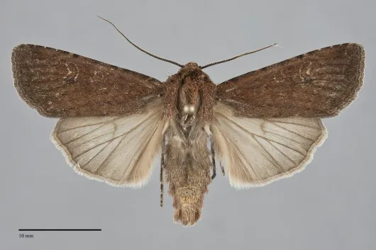 Euxoa shasta