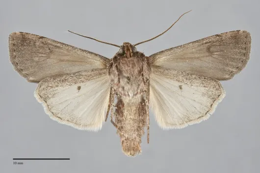 Euxoa shasta