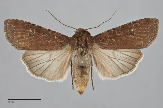 Euxoa shasta