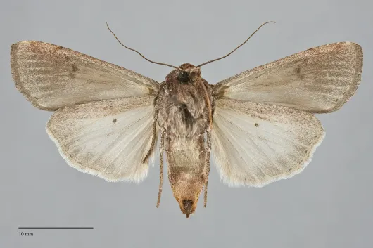 Euxoa shasta