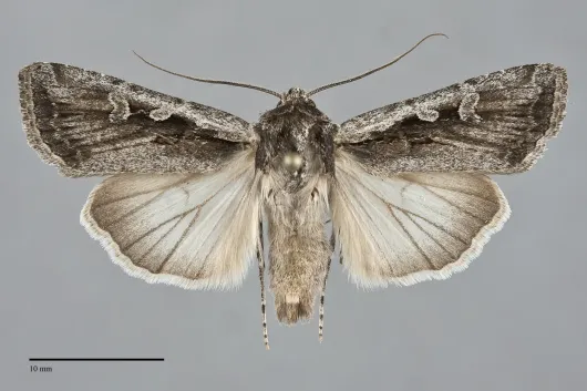 Euxoa silens