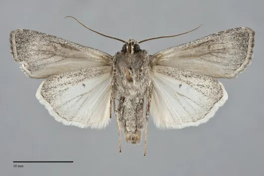 Euxoa silens