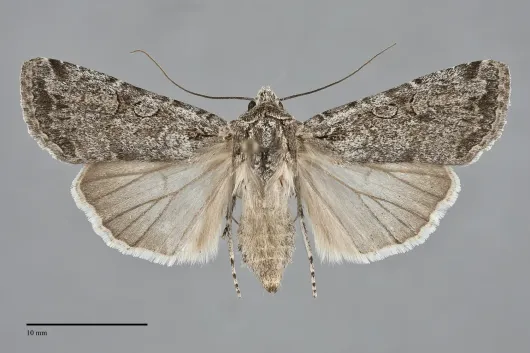 Euxoa silens